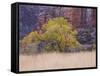 Cottonwood Tree and Reeds, Zion National Park in Autumn, Utah, USA-Jean Brooks-Framed Stretched Canvas