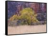 Cottonwood Tree and Reeds, Zion National Park in Autumn, Utah, USA-Jean Brooks-Framed Stretched Canvas