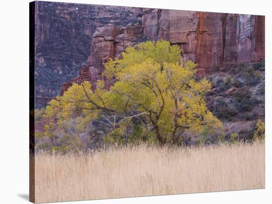 Cottonwood Tree and Reeds, Zion National Park in Autumn, Utah, USA-Jean Brooks-Stretched Canvas