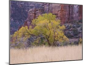 Cottonwood Tree and Reeds, Zion National Park in Autumn, Utah, USA-Jean Brooks-Mounted Photographic Print