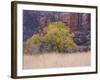 Cottonwood Tree and Reeds, Zion National Park in Autumn, Utah, USA-Jean Brooks-Framed Photographic Print