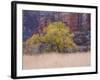 Cottonwood Tree and Reeds, Zion National Park in Autumn, Utah, USA-Jean Brooks-Framed Photographic Print