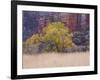 Cottonwood Tree and Reeds, Zion National Park in Autumn, Utah, USA-Jean Brooks-Framed Photographic Print