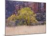 Cottonwood Tree and Reeds, Zion National Park in Autumn, Utah, USA-Jean Brooks-Mounted Photographic Print