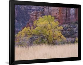 Cottonwood Tree and Reeds, Zion National Park in Autumn, Utah, USA-Jean Brooks-Framed Photographic Print