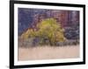 Cottonwood Tree and Reeds, Zion National Park in Autumn, Utah, USA-Jean Brooks-Framed Photographic Print