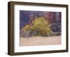 Cottonwood Tree and Reeds, Zion National Park in Autumn, Utah, USA-Jean Brooks-Framed Photographic Print