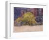 Cottonwood Tree and Reeds, Zion National Park in Autumn, Utah, USA-Jean Brooks-Framed Photographic Print