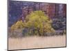 Cottonwood Tree and Reeds, Zion National Park in Autumn, Utah, USA-Jean Brooks-Mounted Photographic Print