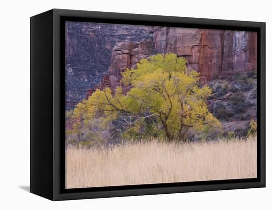 Cottonwood Tree and Reeds, Zion National Park in Autumn, Utah, USA-Jean Brooks-Framed Stretched Canvas