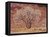 Cottonwood Tree, Capitol Reef National Park, Utah, United States of America, North America-Jean Brooks-Framed Stretched Canvas