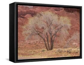 Cottonwood Tree, Capitol Reef National Park, Utah, United States of America, North America-Jean Brooks-Framed Stretched Canvas