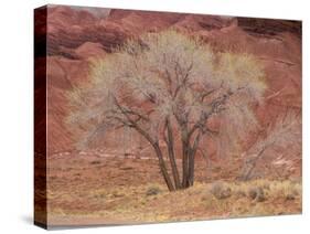 Cottonwood Tree, Capitol Reef National Park, Utah, United States of America, North America-Jean Brooks-Stretched Canvas