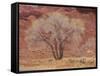 Cottonwood Tree, Capitol Reef National Park, Utah, United States of America, North America-Jean Brooks-Framed Stretched Canvas