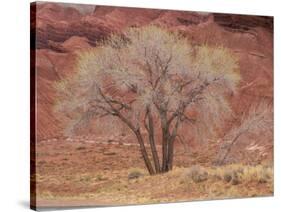 Cottonwood Tree, Capitol Reef National Park, Utah, United States of America, North America-Jean Brooks-Stretched Canvas