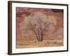 Cottonwood Tree, Capitol Reef National Park, Utah, United States of America, North America-Jean Brooks-Framed Photographic Print