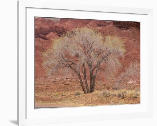 Cottonwood Tree, Capitol Reef National Park, Utah, United States of America, North America-Jean Brooks-Framed Photographic Print