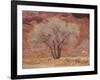 Cottonwood Tree, Capitol Reef National Park, Utah, United States of America, North America-Jean Brooks-Framed Photographic Print