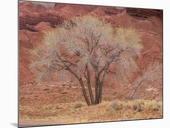 Cottonwood Tree, Capitol Reef National Park, Utah, United States of America, North America-Jean Brooks-Mounted Photographic Print