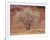 Cottonwood Tree, Capitol Reef National Park, Utah, United States of America, North America-Jean Brooks-Framed Photographic Print