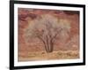 Cottonwood Tree, Capitol Reef National Park, Utah, United States of America, North America-Jean Brooks-Framed Photographic Print