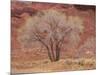 Cottonwood Tree, Capitol Reef National Park, Utah, United States of America, North America-Jean Brooks-Mounted Photographic Print