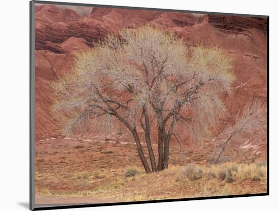 Cottonwood Tree, Capitol Reef National Park, Utah, United States of America, North America-Jean Brooks-Mounted Photographic Print