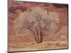 Cottonwood Tree, Capitol Reef National Park, Utah, United States of America, North America-Jean Brooks-Mounted Photographic Print