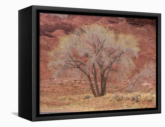 Cottonwood Tree, Capitol Reef National Park, Utah, United States of America, North America-Jean Brooks-Framed Stretched Canvas