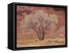 Cottonwood Tree, Capitol Reef National Park, Utah, United States of America, North America-Jean Brooks-Framed Stretched Canvas