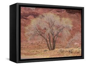 Cottonwood Tree, Capitol Reef National Park, Utah, United States of America, North America-Jean Brooks-Framed Stretched Canvas