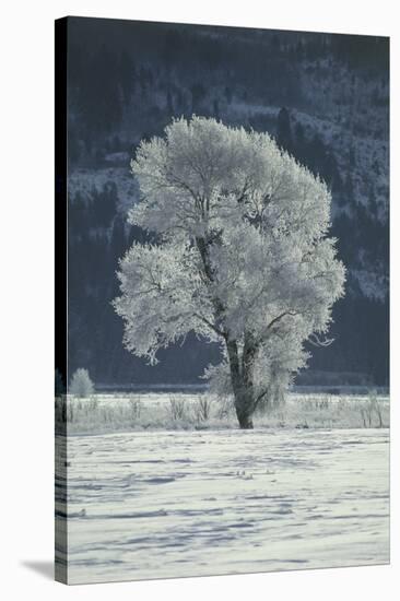 Cottonwood Tree Covered In Ice-Magrath Photography-Stretched Canvas