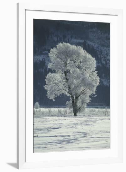 Cottonwood Tree Covered In Ice-Magrath Photography-Framed Photographic Print