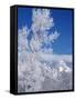 Cottonwood Tree in Winter, Grand Teton National Park in Morning, Wyoming, USA-Scott T. Smith-Framed Stretched Canvas