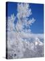 Cottonwood Tree in Winter, Grand Teton National Park in Morning, Wyoming, USA-Scott T. Smith-Stretched Canvas