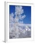 Cottonwood Tree in Winter, Grand Teton National Park in Morning, Wyoming, USA-Scott T. Smith-Framed Photographic Print