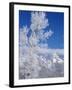 Cottonwood Tree in Winter, Grand Teton National Park in Morning, Wyoming, USA-Scott T. Smith-Framed Photographic Print