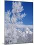 Cottonwood Tree in Winter, Grand Teton National Park in Morning, Wyoming, USA-Scott T. Smith-Mounted Photographic Print