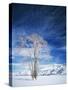 Cottonwood Tree in Winter, Wyoming, USA-Scott T^ Smith-Stretched Canvas