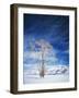 Cottonwood Tree in Winter, Wyoming, USA-Scott T^ Smith-Framed Photographic Print