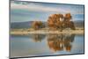 Cottonwood tree reflecting on pond, Bosque del Apache National Wildlife Refuge, New Mexico-Adam Jones-Mounted Photographic Print