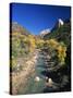 Cottonwood Trees Along the Banks of the Virgin River, Zion National Park, Utah, USA-Tomlinson Ruth-Stretched Canvas