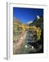 Cottonwood Trees Along the Banks of the Virgin River, Zion National Park, Utah, USA-Tomlinson Ruth-Framed Photographic Print