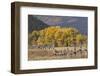 Cottonwood trees and fence in fall and Teton Range, Grand Teton National Park, Wyoming-Adam Jones-Framed Photographic Print