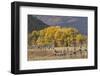 Cottonwood trees and fence in fall and Teton Range, Grand Teton National Park, Wyoming-Adam Jones-Framed Photographic Print