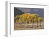 Cottonwood trees and fence in fall and Teton Range, Grand Teton National Park, Wyoming-Adam Jones-Framed Photographic Print