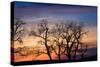 Cottonwood Trees are Silhouetted Against an Orange and Blue Sunset Near Lincoln, Nebraska-Sergio Ballivian-Stretched Canvas