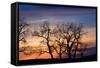 Cottonwood Trees are Silhouetted Against an Orange and Blue Sunset Near Lincoln, Nebraska-Sergio Ballivian-Framed Stretched Canvas