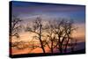 Cottonwood Trees are Silhouetted Against an Orange and Blue Sunset Near Lincoln, Nebraska-Sergio Ballivian-Stretched Canvas