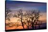 Cottonwood Trees are Silhouetted Against an Orange and Blue Sunset Near Lincoln, Nebraska-Sergio Ballivian-Stretched Canvas